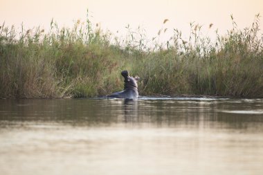 Hippo yawning in the Okavango Delta clipart