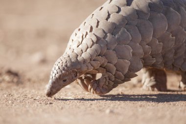 Pangolin karıncalar için arama