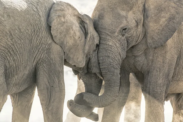 Olifant bij een water-gat — Stockfoto