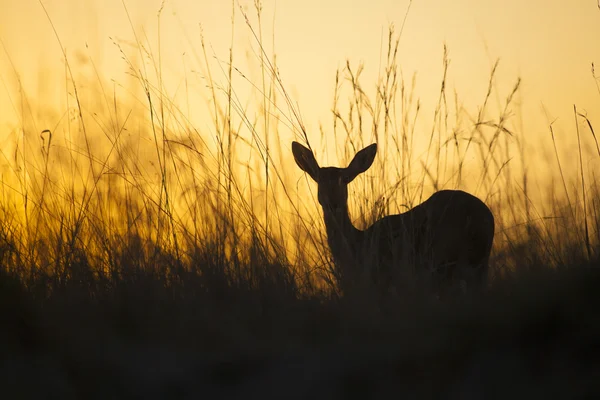 Reed Buck ao pôr-do-sol — Fotografia de Stock