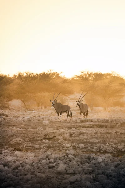 Gemsbok bir su kuyusu — Stok fotoğraf