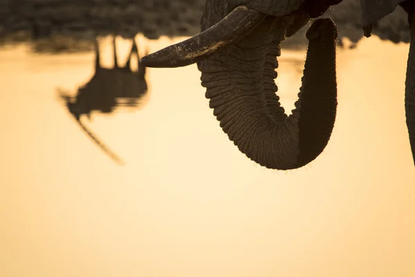 Gemsbok vid ett vattenhål — Stockfoto