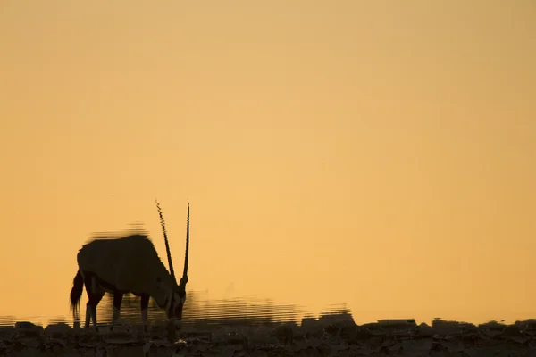 Gemsbok bir su kuyusu — Stok fotoğraf