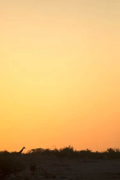 Giraffe in de zonsondergang — Stockfoto