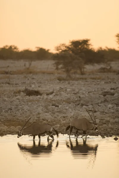 Gemsbok bir su kuyusu — Stok fotoğraf