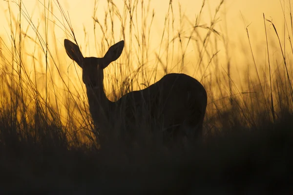 Gün batımında Reed Buck — Stok fotoğraf