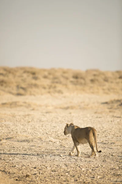 Female lion hunting — Stock Photo, Image