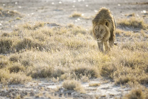 Leone maschio in Etosha — Foto Stock