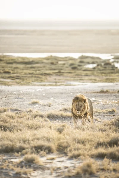 Mężczyzna lew w Etosha — Zdjęcie stockowe