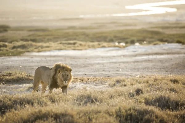 Mężczyzna lew w Etosha — Zdjęcie stockowe