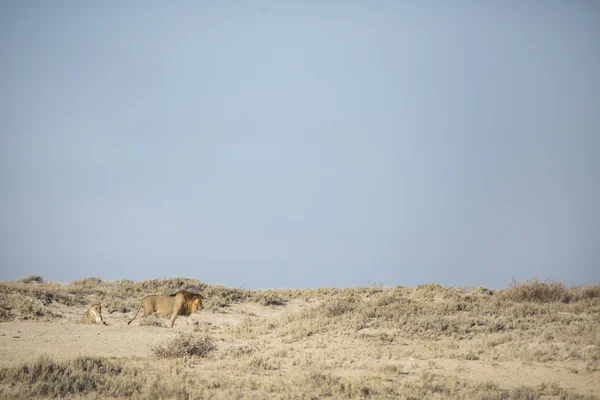 Leões acasalando no Parque Nacional de Etosha — Fotografia de Stock