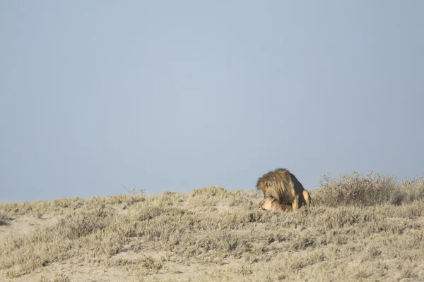 Oroszlánok az Etosha nemzeti parkban párzás — Stock Fotó