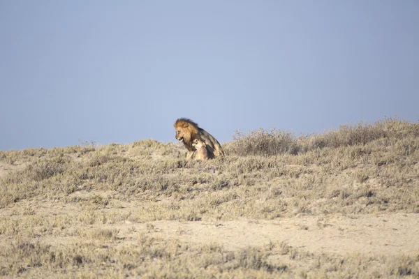 Oroszlánok az Etosha nemzeti parkban párzás — Stock Fotó