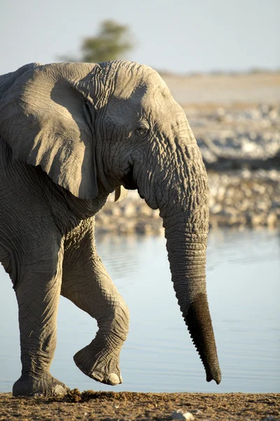 White Elephant in Etosha — Stock Photo, Image