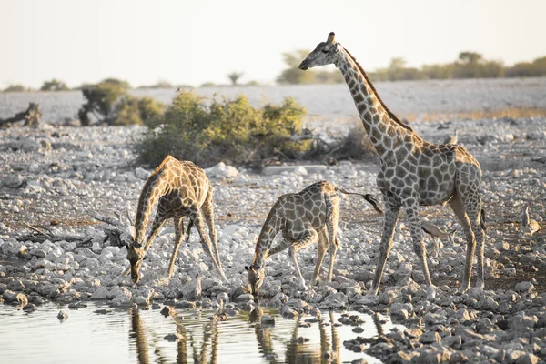 La jirafa se reúne en un pozo de agua — Foto de Stock