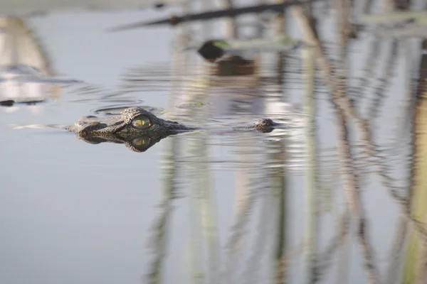 Krokodýl, plavání ve vodě흰색에 레몬과 신선한 오렌지 주스 — ストック写真