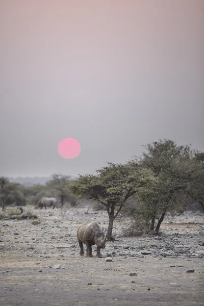Svart noshörning kör i skymningen — Stockfoto