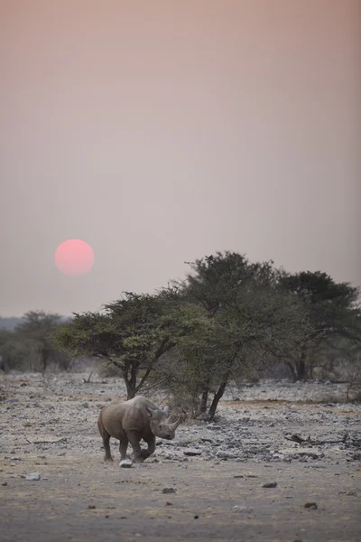 Black Rhino running — Stockfoto