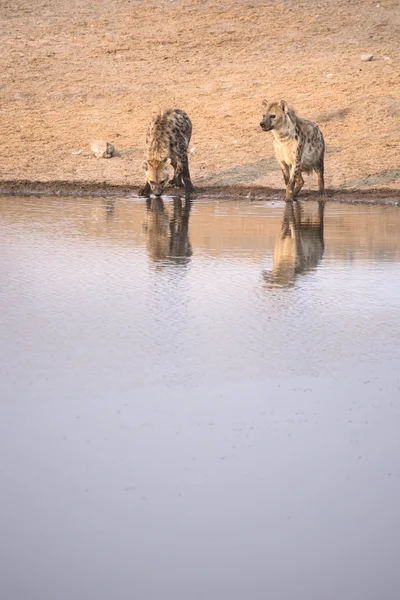 Hyena bebendo de um buraco de água — Fotografia de Stock