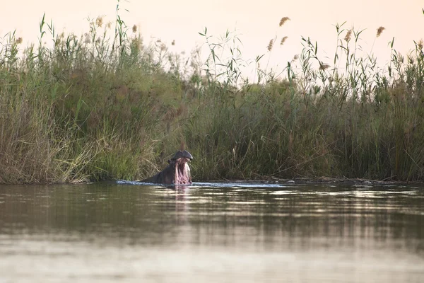 Hroch zívání v deltě Okavango — Stock fotografie