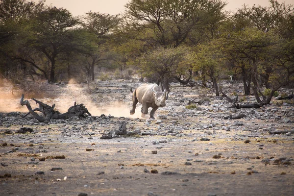 Rhino negro corriendo en Namibia —  Fotos de Stock