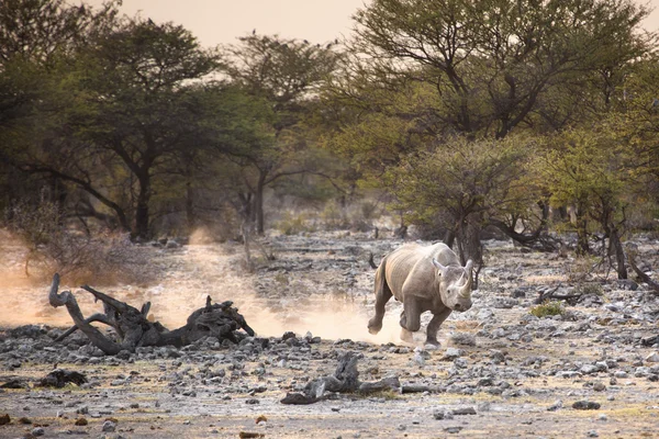 Black Rhino działa w Namibii — Zdjęcie stockowe