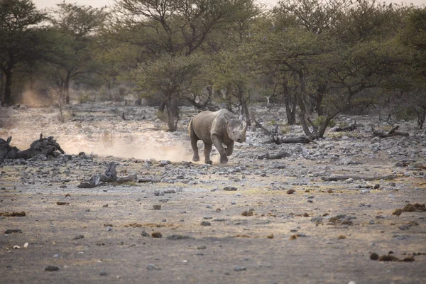 Black Rhino running in Namibia — Stock Photo, Image