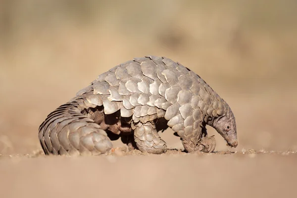 Pangolin alla ricerca di formiche — Foto Stock