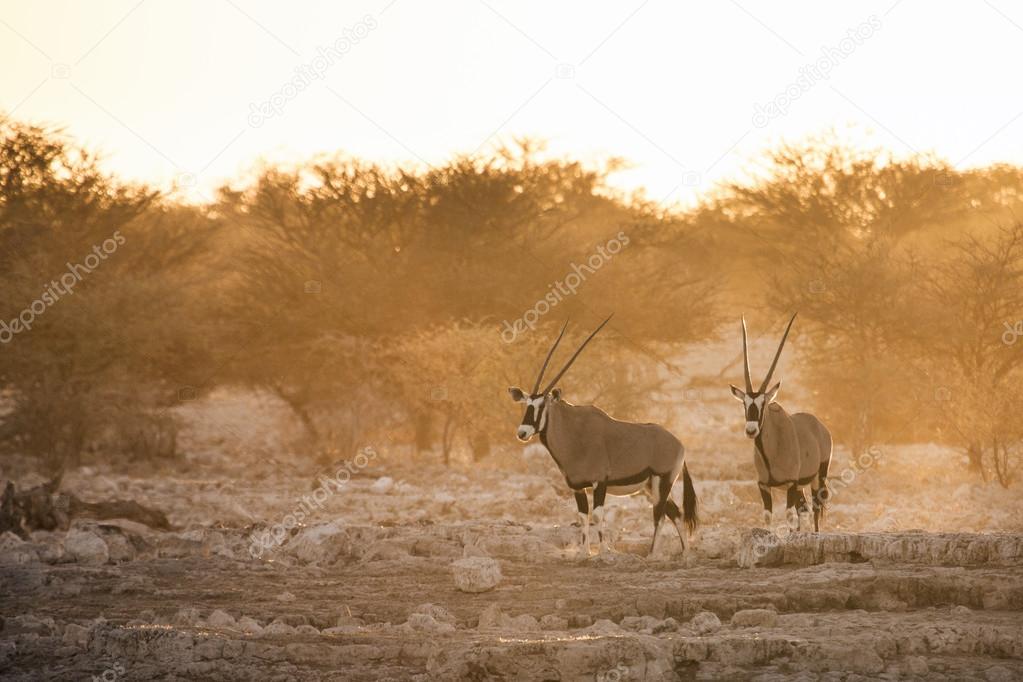 Gemsbok at a water hole