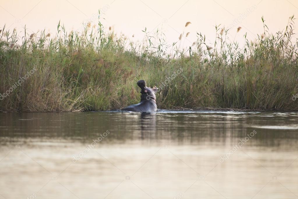 Hippo yawning in the Okavango Delta
