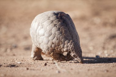 Pangolin karıncalar için arama