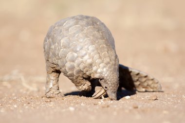Pangolin karıncalar için arama