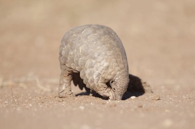 Pangolin karıncalar için arıyorsunuz