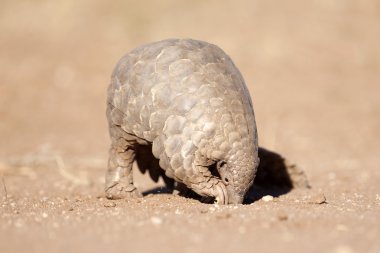 Pangolin karıncalar için arama