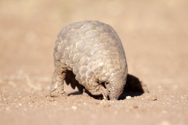 Pangolin karıncalar için arama