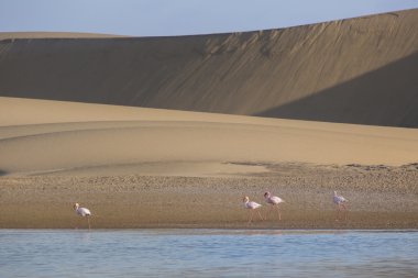 Flamingo'da Walvis Bay sulak