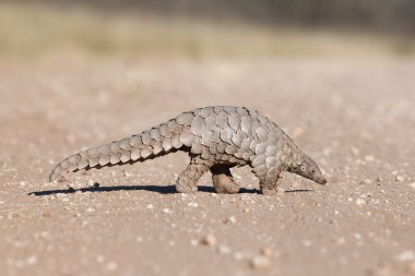 Pangolin karıncalar için arama