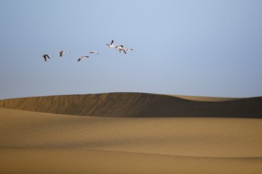 Flamingo'da Walvis Bay sulak