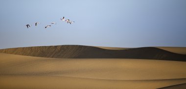 Flamingo'da Walvis Bay sulak