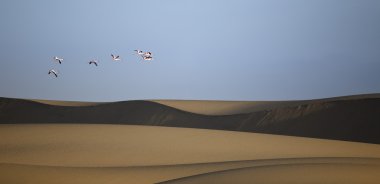 Flamingo'da Walvis Bay sulak