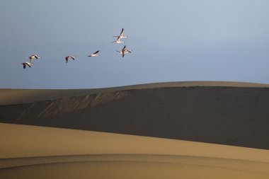 Flamingo'da Walvis Bay sulak