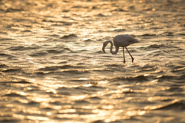 火烈鸟在沃尔维斯湾湿地 — 图库照片