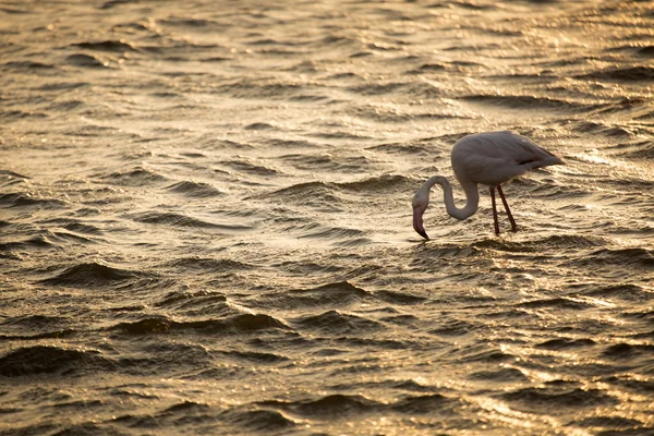 Flamingo nella zona umida di Walvis Bay — Foto Stock