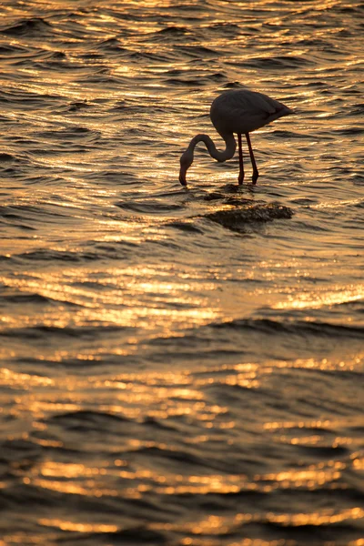 Flamingo på Walvis Bay våtmarken — Stockfoto