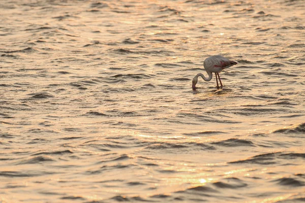 Flamingo på Walvis Bay våtmarken — Stockfoto