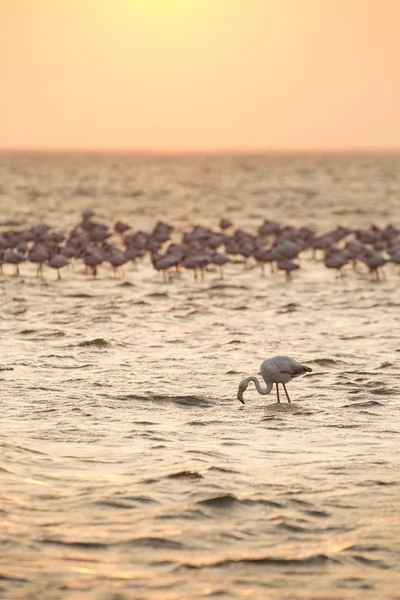 Flamingo im Feuchtgebiet der Walvisbucht — Stockfoto