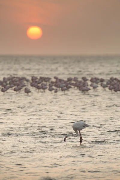 Фламинго на болоте Уолвиса — стоковое фото