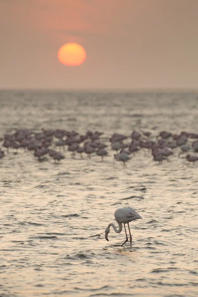 Flamingo na zona húmida de Walvis Bay — Fotografia de Stock