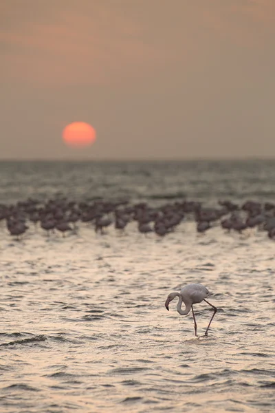 Flamingo na zona húmida de Walvis Bay — Fotografia de Stock