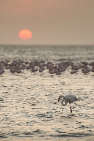 Flamingo na zona húmida de Walvis Bay — Fotografia de Stock